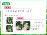 人民版劳动教育一上 第11课 我为蔬菜洗洗澡  课件+教案