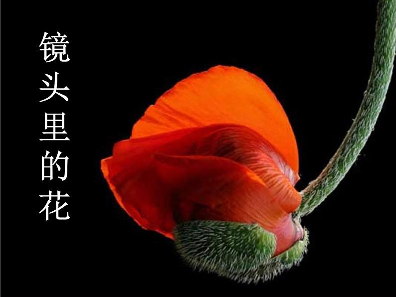 第十一课　镜头里的花 课件+教案01