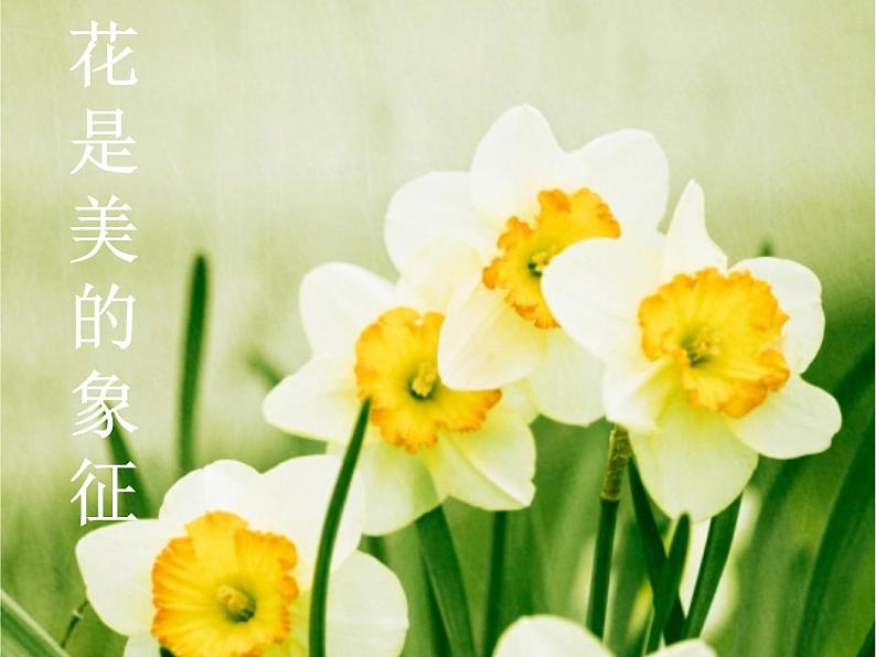 第十一课　镜头里的花 课件+教案02