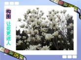第十一課　鏡頭里的花 課件+教案