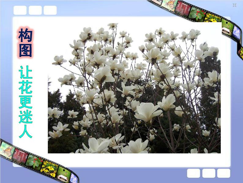 第十一课　镜头里的花 课件+教案04