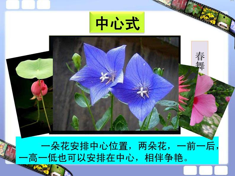 第十一课　镜头里的花 课件+教案06