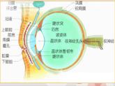 第9課 亮眼睛 課件+素材