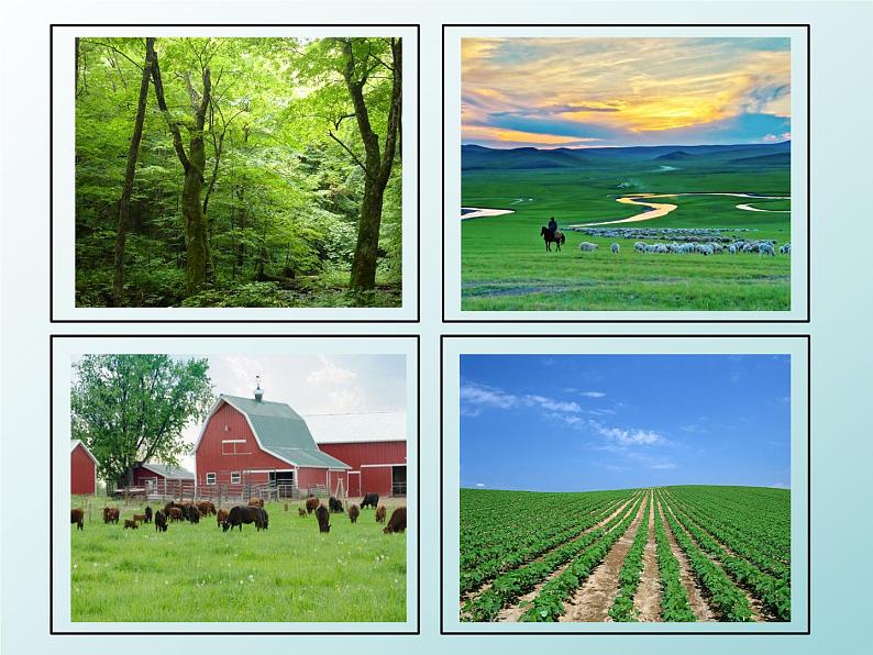 美术六年级上苏少版：2 蔬菜PPT课件02