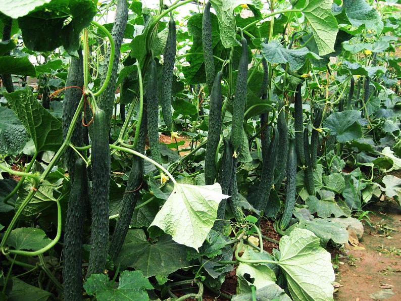 美术六年级上苏少版：2 蔬菜PPT课件06