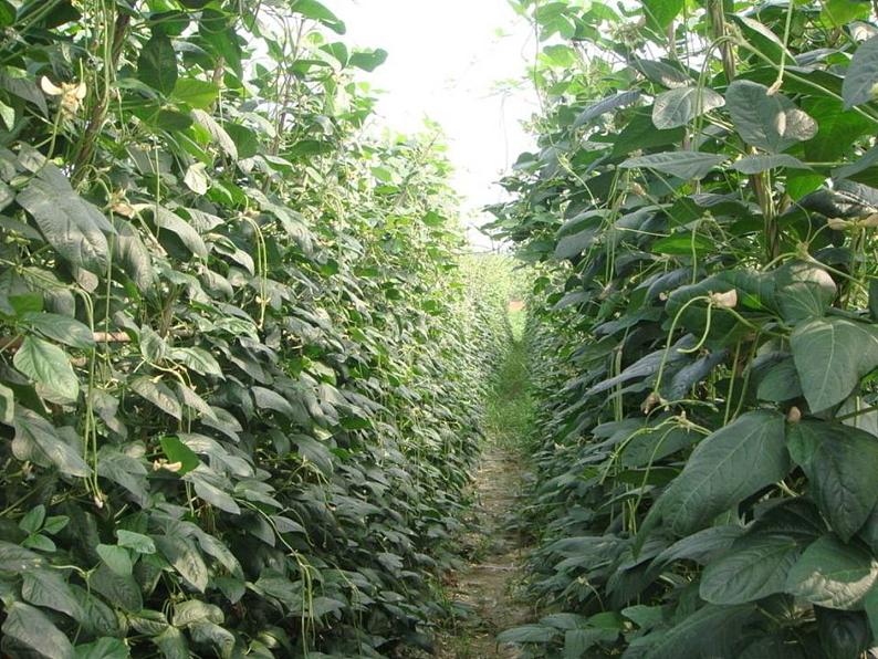 美术六年级上苏少版：2 蔬菜PPT课件08