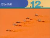 美术六年级上苏少版：12运动的动物PPT课件