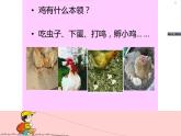 美术四年级上冀美版6.大花鸡（课件+教案）