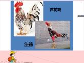 美术四年级上冀美版6.大花鸡（课件+教案）