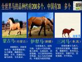 二年級(jí)上冊美術(shù)：第15課 我和馬兒在一起 課件PPT