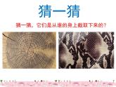 三年级上册美术：9天然的纹理课件