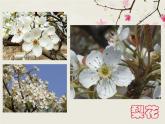 三年級上冊美術：10美麗的花課件