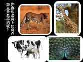 17 动物身上的斑点 课件+教案+素材