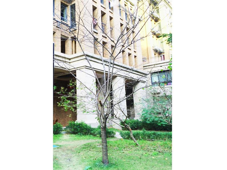 18 画画叶子 课件+教案01