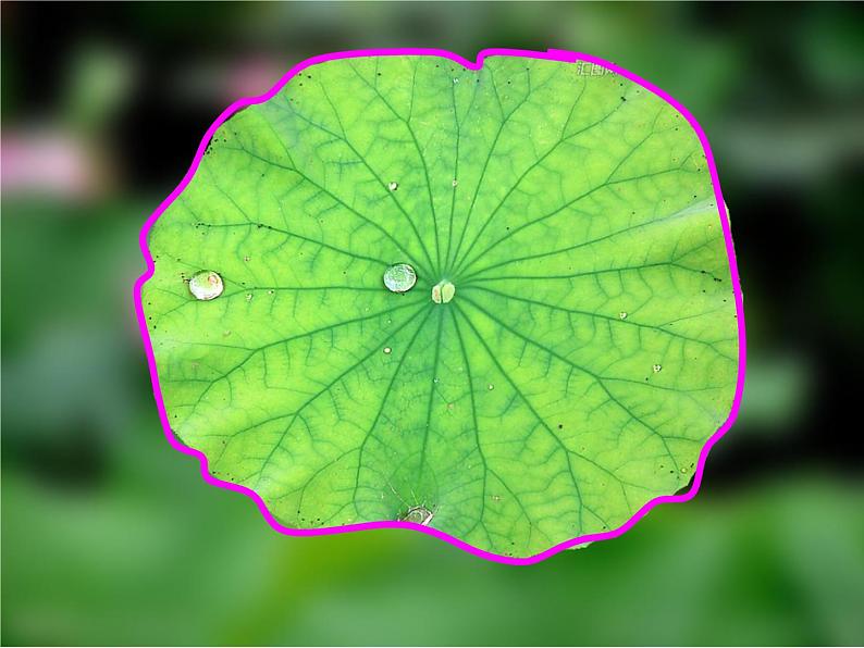 18 画画叶子 课件+教案03