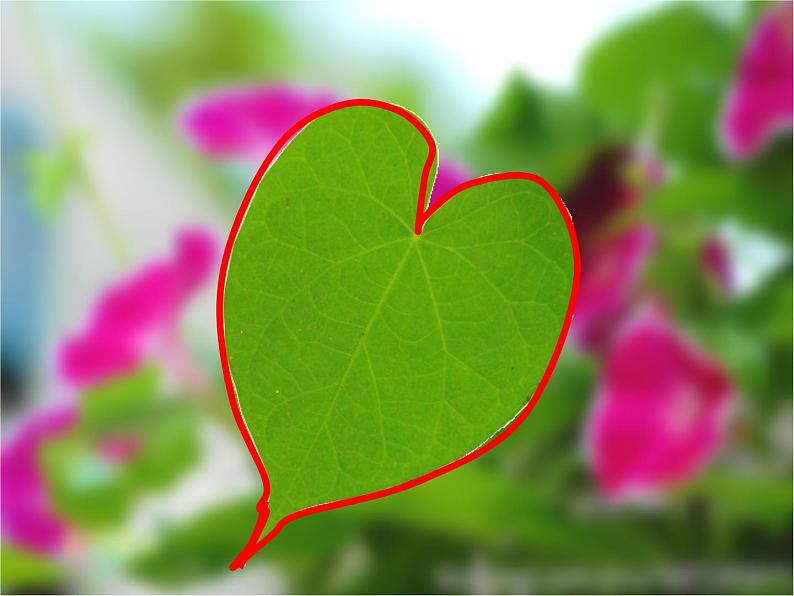 18 画画叶子 课件+教案06