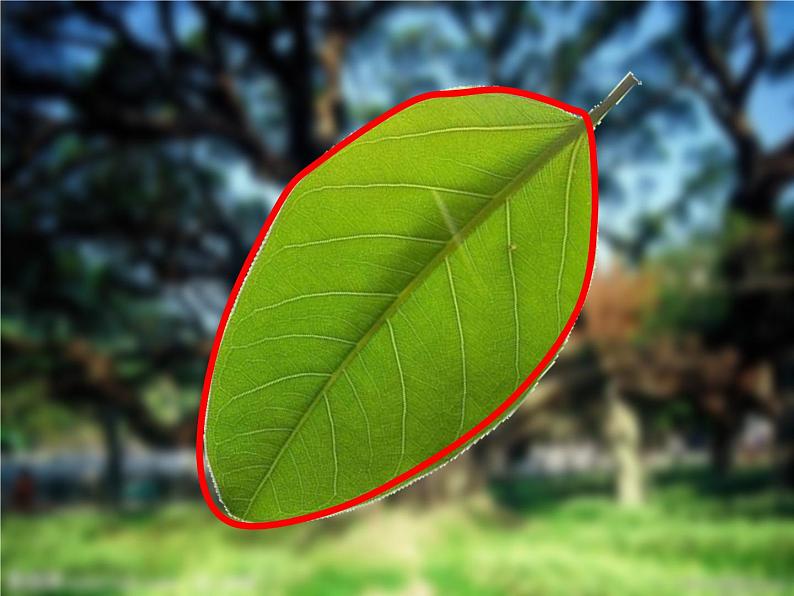 18 画画叶子 课件+教案07