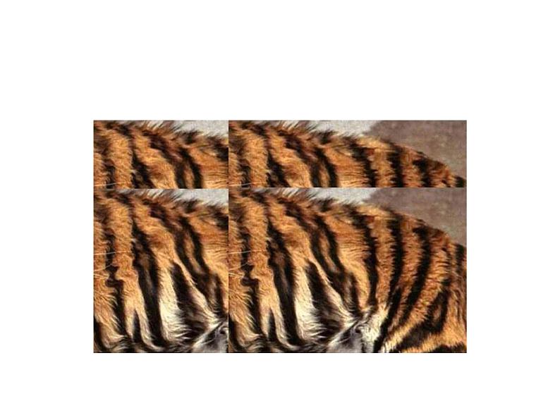 第4课 动物的花衣裳 课件+教案03