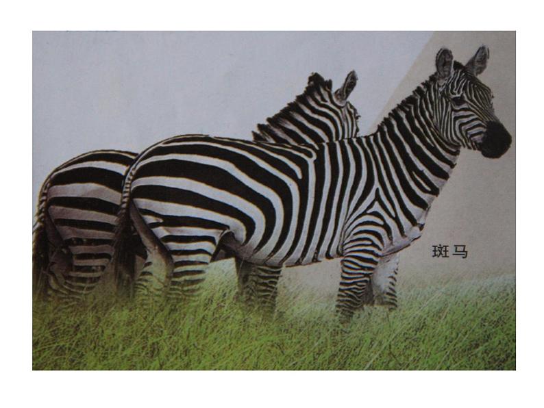 第4课 动物的花衣裳 课件+教案05