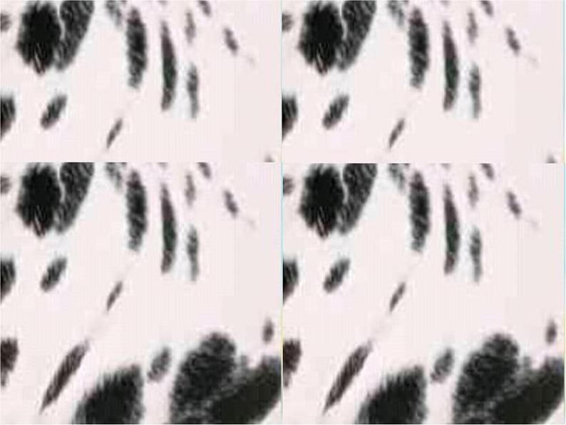 第4课 动物的花衣裳 课件+教案08