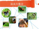 可爱的小虫 课件 +素材