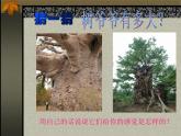 給樹爺爺畫像 課件+教案+素材