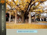 給樹爺爺畫像 課件+教案+素材