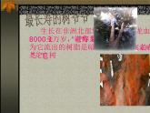 給樹爺爺畫像 課件+教案+素材