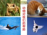 我的动物朋友 课件+教案+素材