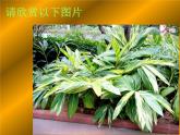 奇特的熱帶植物 課件+教案+素材