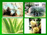 奇特的热带植物 课件+教案+素材