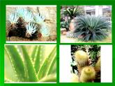 奇特的熱帶植物 課件+教案+素材