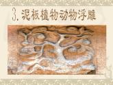泥板植物 課件+教案+素材