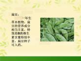 蔬菜造型 课件+教案+素材