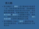 快樂的黑天鵝 課件+教案+素材