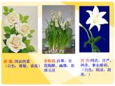 6. 印出美麗的瓶花 課件 +素材