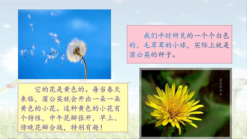 部编语文三上：16.金色的草地 精品PPT课件+素材02