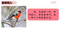 人教部编版三年级上册26 灰雀图文ppt课件