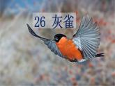 部编语文三上：26灰雀 精品PPT课件+素材