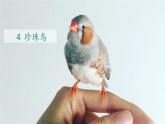 人教版五年级语文上册 《珍珠鸟》课件