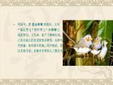 人教版五年级语文上册 《珍珠鸟》课件