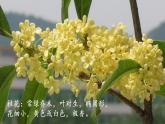 部编版语文五上：3.桂花雨 精品PPT课件+素材