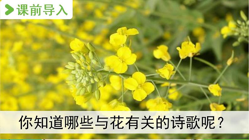 部编版语文六年级上册 4《花之歌》 PPT课件+素材02