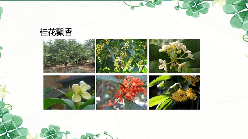 部编版五上语文《桂花雨》课件PPT第6页