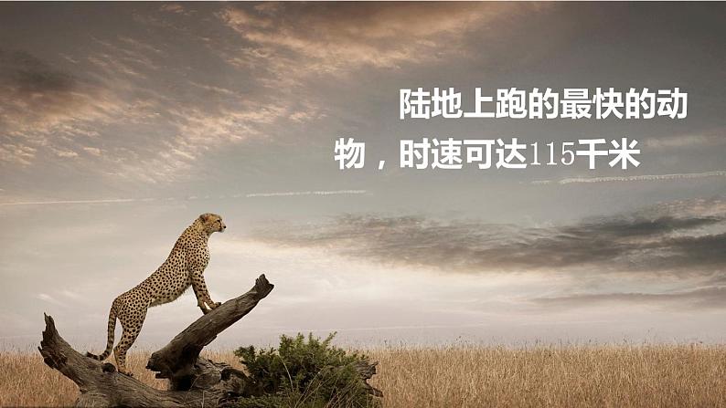 7.什么比猎豹的速度更快第1课时第3页