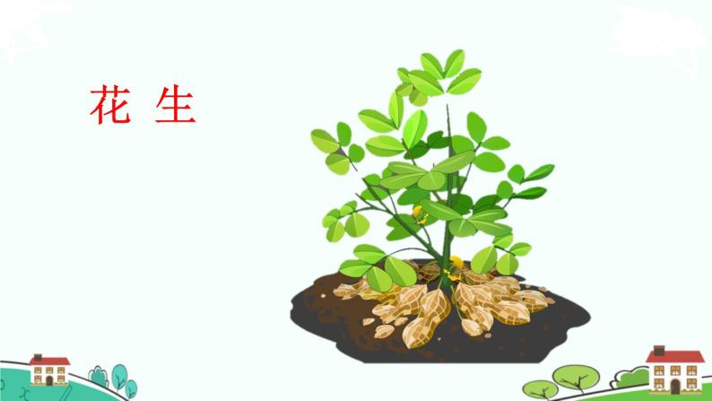 小学人教部编版2落花生课文内容ppt课件