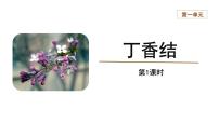 小学人教部编版2 丁香结授课ppt课件