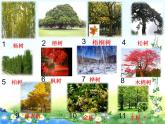 二年级语文上册教学课件-2.树之歌20-部编版(共15张PPT)