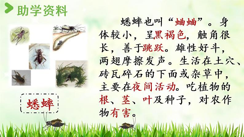部编版四年级语文上册 第三单元 11.蟋蟀的住宅 课件04