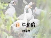 部编版四年级语文上册 第六单元 18.牛和鹅 课件